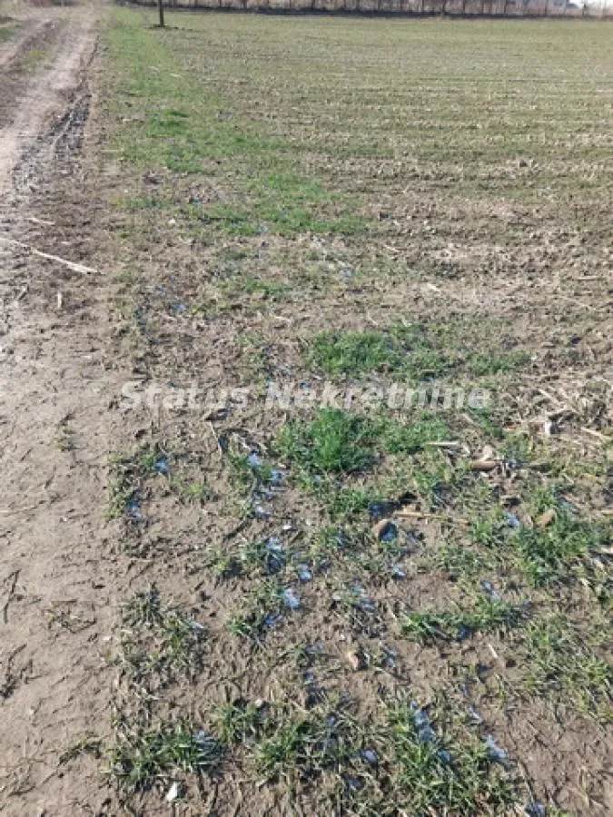 Prodaja, plac, 2500m², Futog, Novi Sad Sve Podlokacije