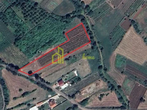 Prodaja, plac, 4314m², Beri, Podgorica - image 3
