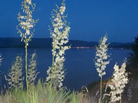 Prodaja, kuća, 90m², Centar, Požarevac - image 20