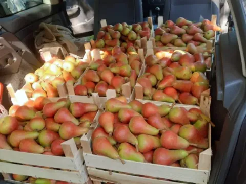 Prodaja, plac, 10400m², Sepci, Rača - image 9