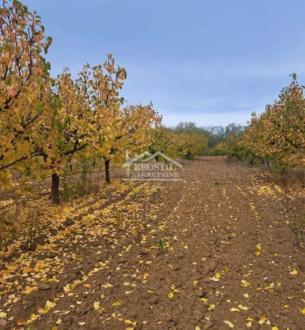 Prodaja, plac, 6900m², Grocka, Beograd