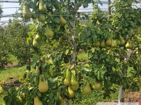 Prodaja, plac, 1030m², Sremska Mitrovica, Srbija - image 4