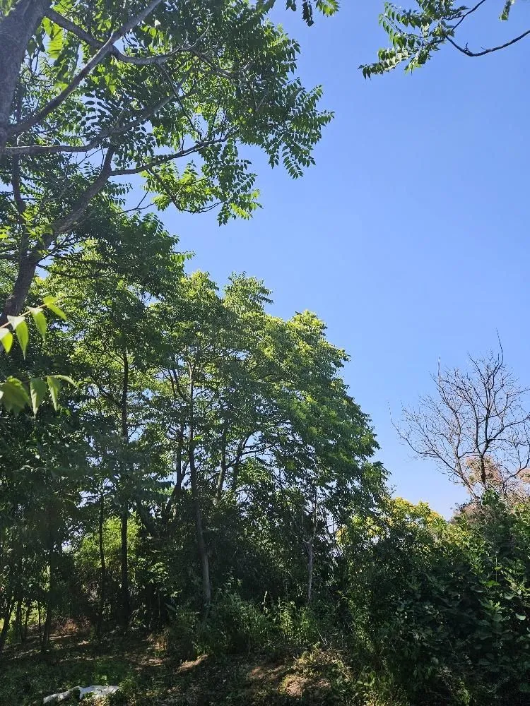 Prodaja, plac, 5000m², Stari Slankamen, Inđija