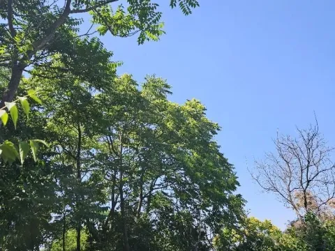 Sale, land lot, 5000m², Stari Slankamen, Inđija - image 10