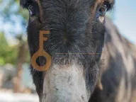 Prodaja, poslovni prostor, Ostalo, Podgorica - image 15