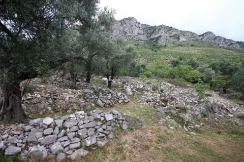 Teren sa suhozidima, maslinama i pogledom na brda u pozadini. - image 6