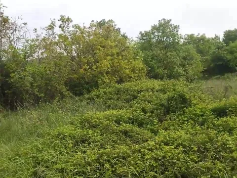 Prodaja, plac, 3493m², Barutana, Podgorica - image 4