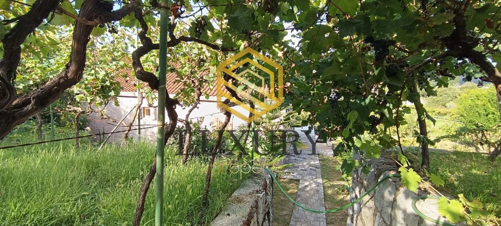 Yard of the house with vines and a pathway.