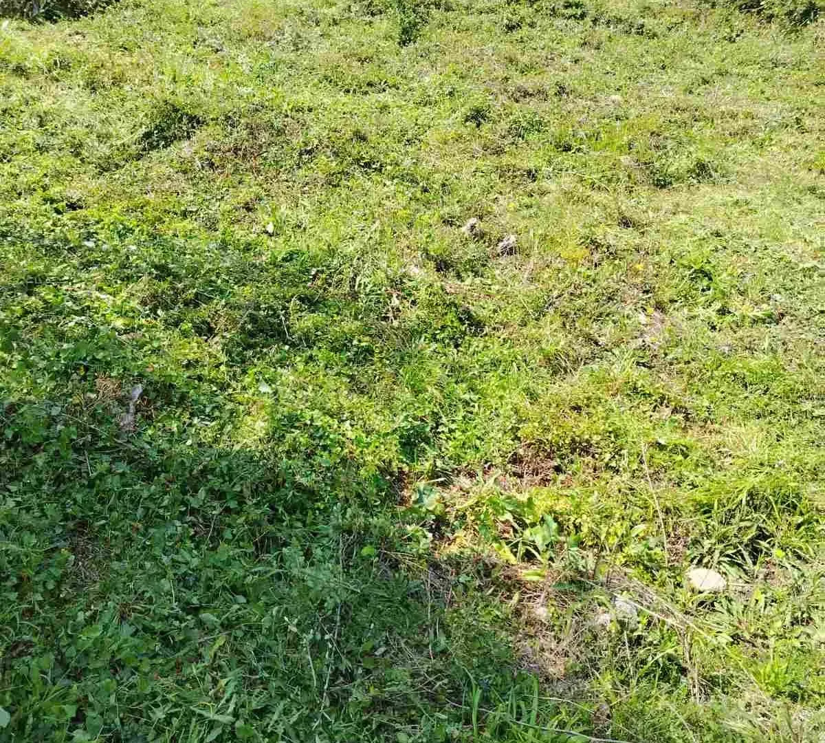 Prodaja, plac, 800m², Zeleni Pojas, Bar