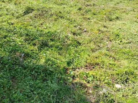 Prodaja, plac, 800m², Zeleni Pojas, Bar - image 2