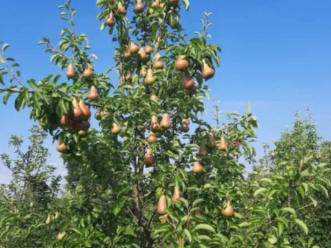 Prodaja, plac, 10400m², Sepci, Rača - image 2