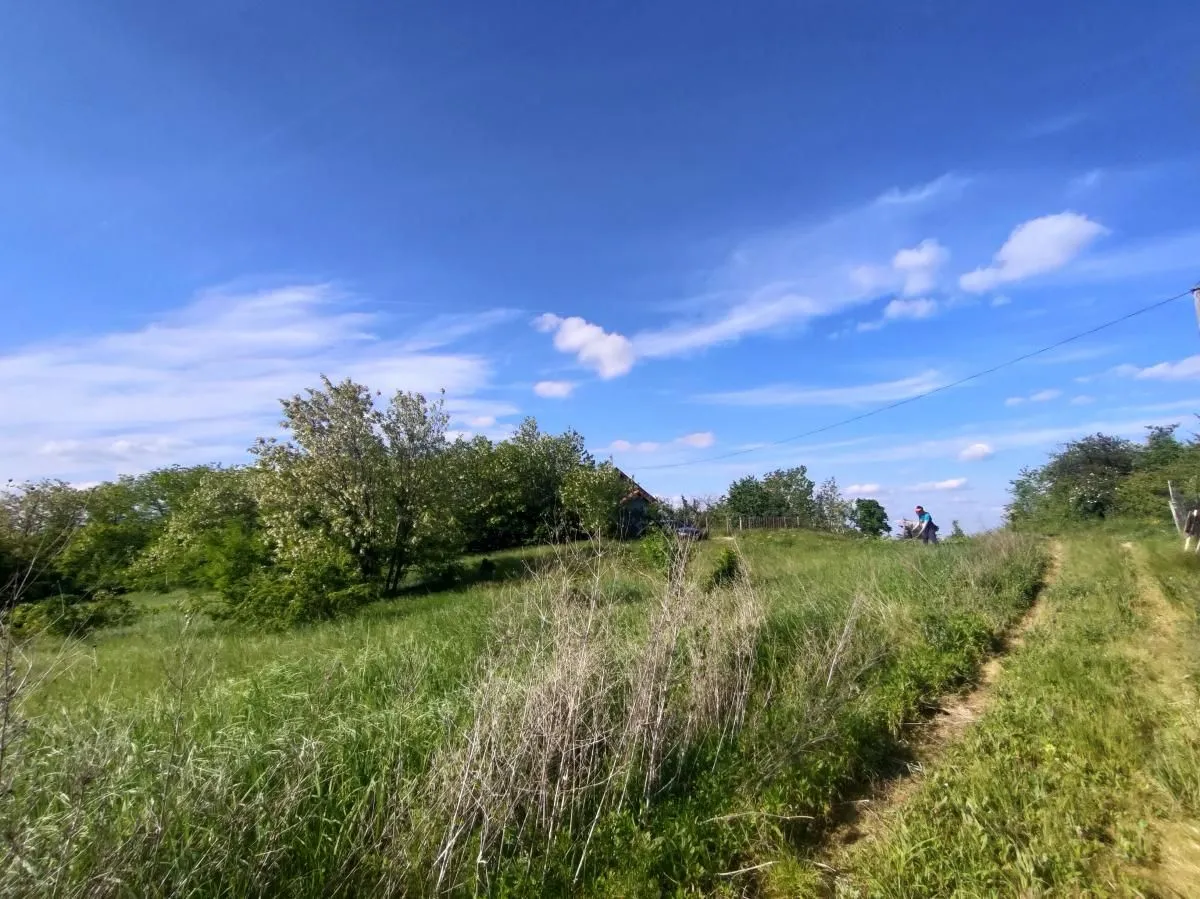 Prodaja, plac, 5000m², Ledinci, Petrovaradin