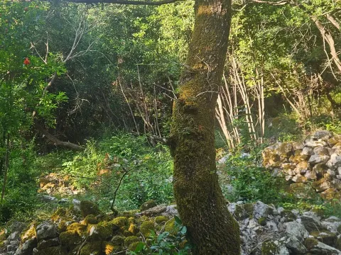 Prodaja, plac, 25000m², Lukovo, Nikšić - image 4