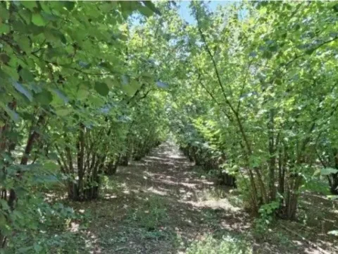 Prodaja, plac, 6140m², Baničina, Smederevska Palanka - image 4