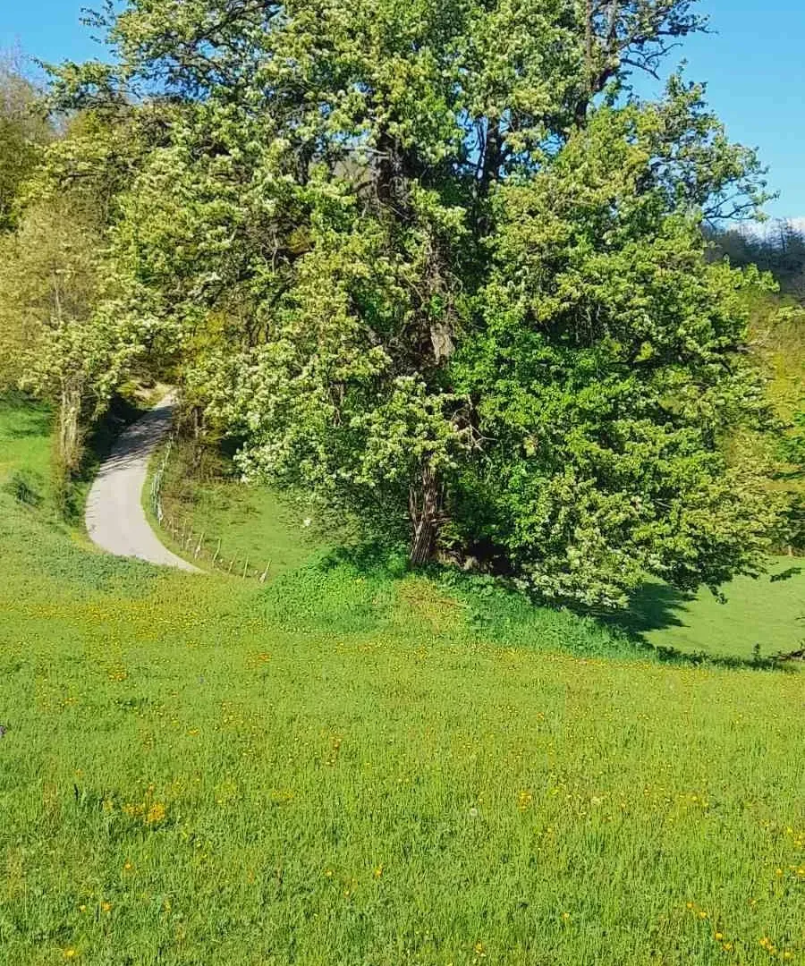 Prodaja, plac, 30905m², Mojkovac, Crna Gora