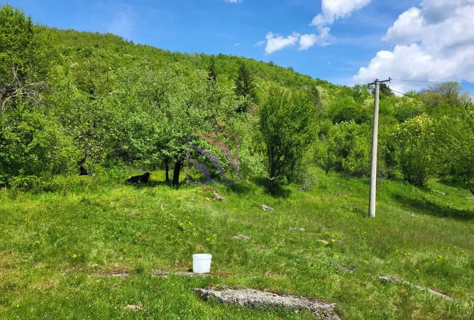 Zelena površina sa drvećem i travnjakom.