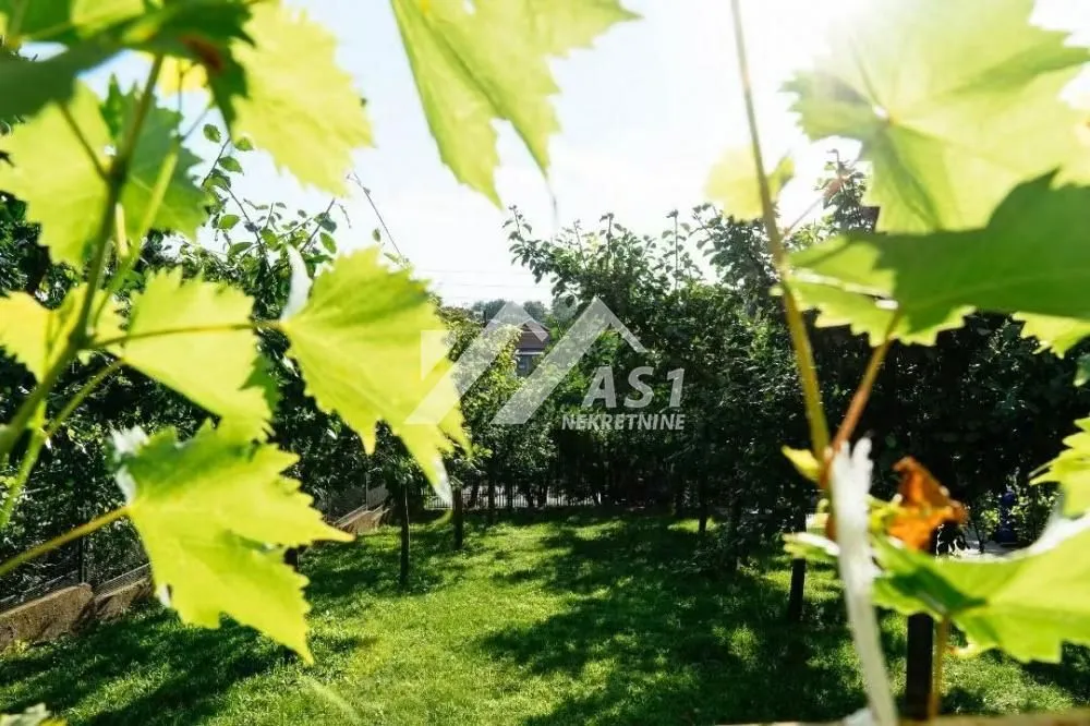 Green yard with lush vegetation and trees.