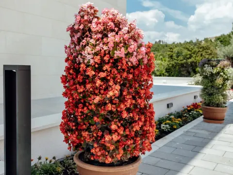 Prodaja, kuća, 318m², Reževići, Budva - image 30