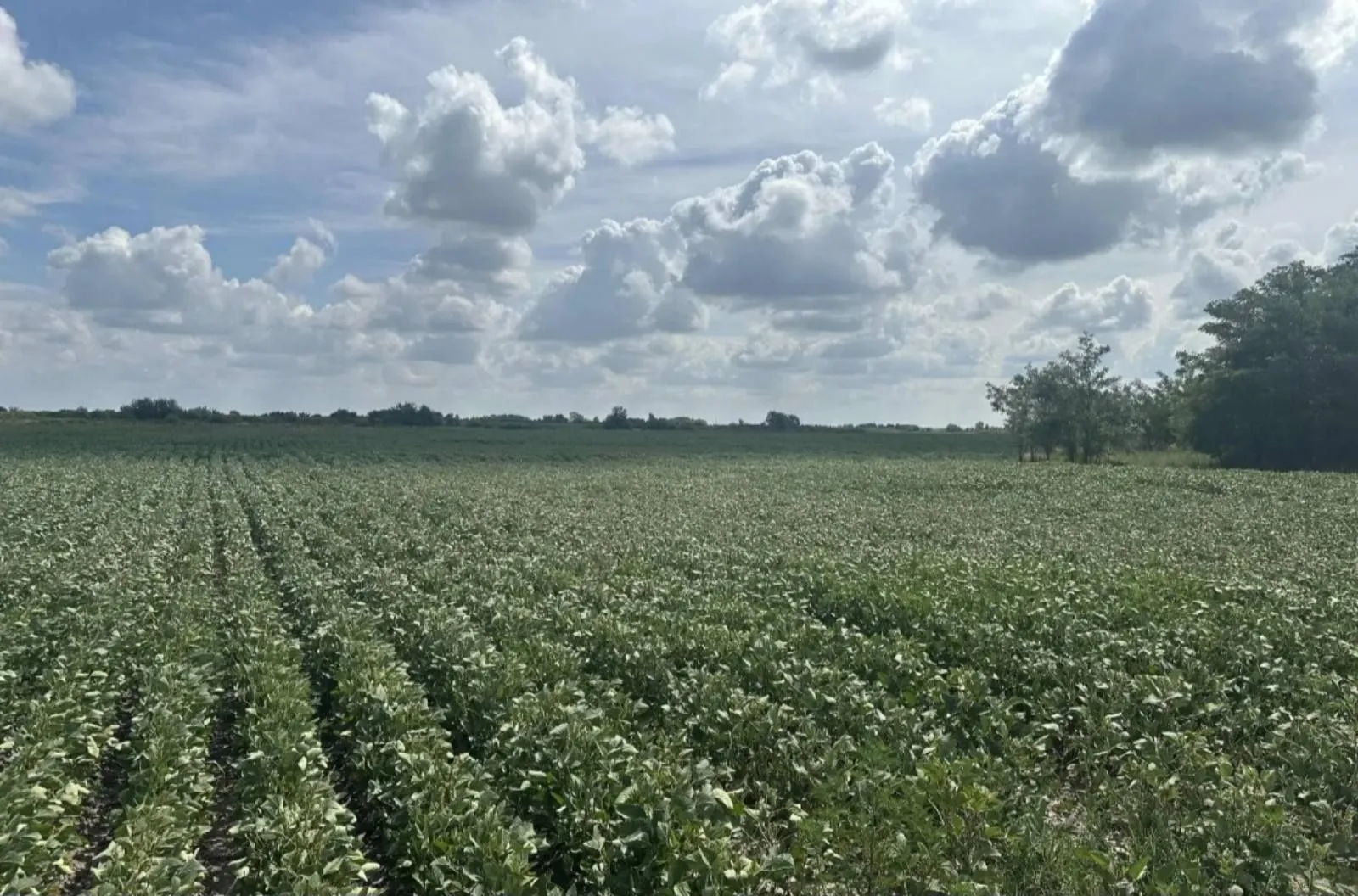 Prodaja, plac, 287732m², Futog, Novi Sad Sve Podlokacije