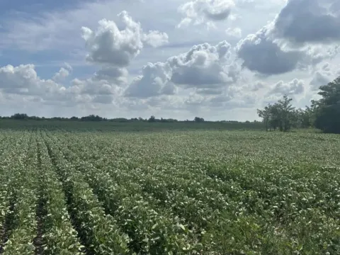 Prodaja, plac, 287732m², Futog, Novi Sad Sve Podlokacije - image 3