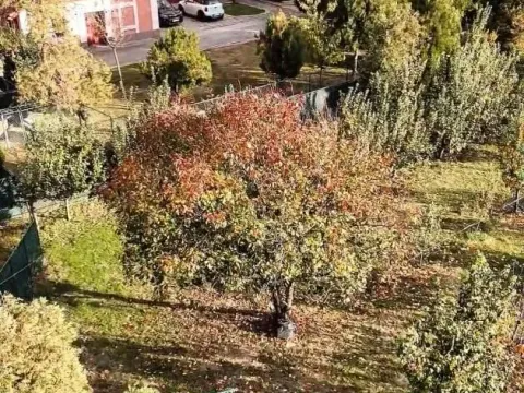 Sale, house, 481m², Bečej, Novi Sad - image 4