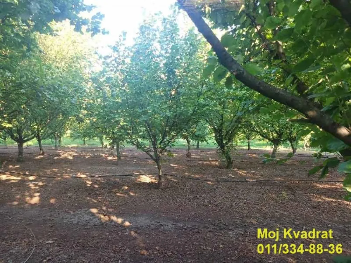 Prodaja, plac, 11413m², Nova Pazova, Stara Pazova