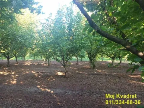 Prodaja, plac, 11413m², Nova Pazova, Stara Pazova - image 4
