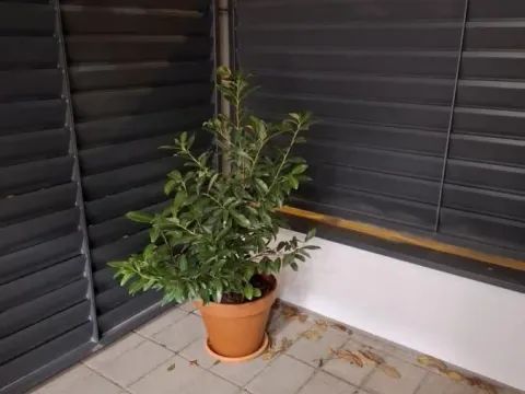 Sale, one bedroom apartment, 23m², Telep, Novi Sad Sve Podlokacije - image 10