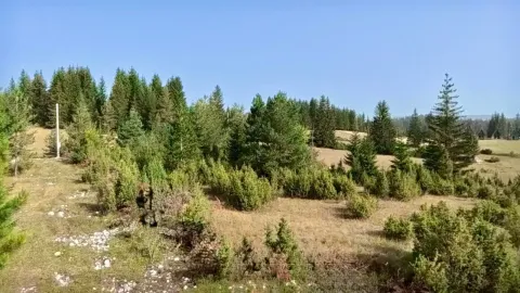 Pogled na prirodno okruženje sa šumom i rastinjem. - image 8
