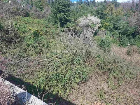 Pogled na zeleno dvorište puno rastinja. - image 6