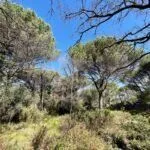 Prodaja, plac, 1160m², Budva, Crna Gora - image 3