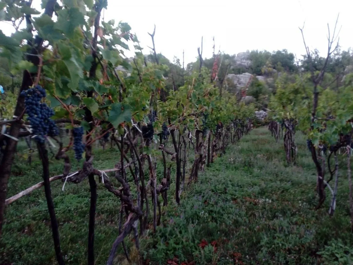 Prodaja, plac, 240000m², Štitari, Cetinje