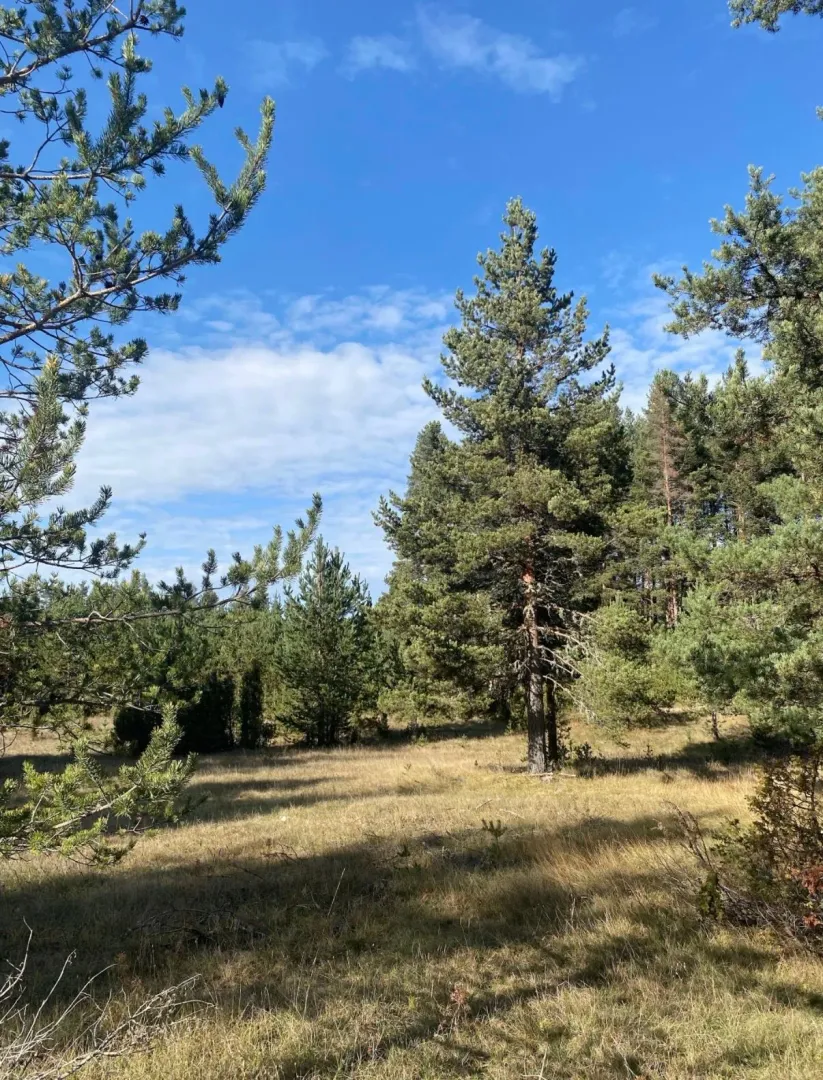 Prodaja, plac, 48088m², Borje, Žabljak