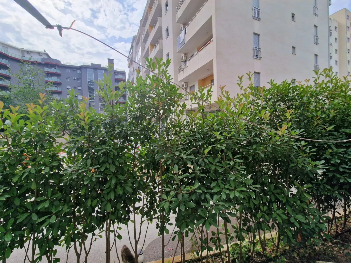 View of a green hedge and surrounding residential buildings.