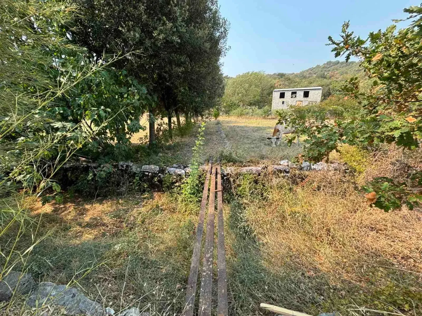 Pogled na dvorište i zelenilo sa drvenim prolazom i kućom u pozadini.