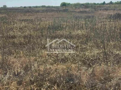 Prodaja, zemljište, 0m2, Krnješevci, Stara Pazova Prodaja, zemljište, 0m2, Krnješevci, Stara Pazova
