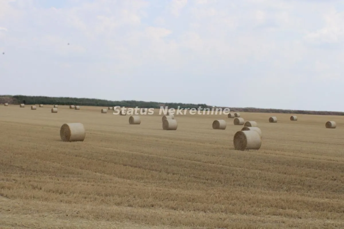 Pogled na polje sa rolovanim balama sena.