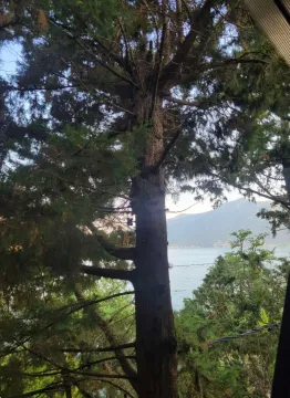 View of the sea and mountains through trees from the terrace. - image 6