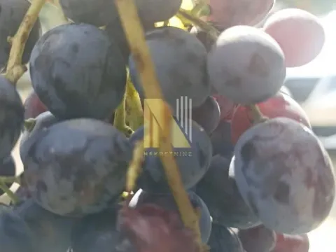 Prodaja, plac, 3900m², Beočin, Srbija - image 8