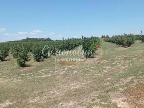 Sale, land lot, 63000m², Centar, Ub - image 4