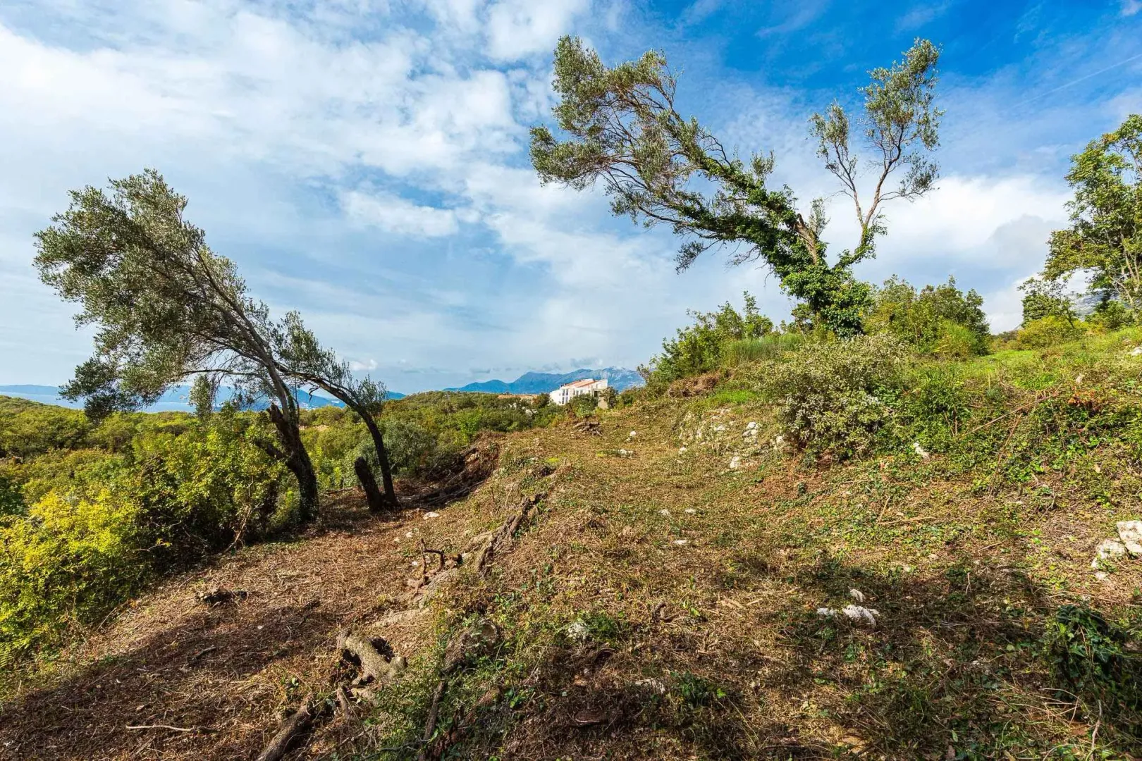 Pogled na zemljište sa drvećem i rastinjem i okolni pejzaž.