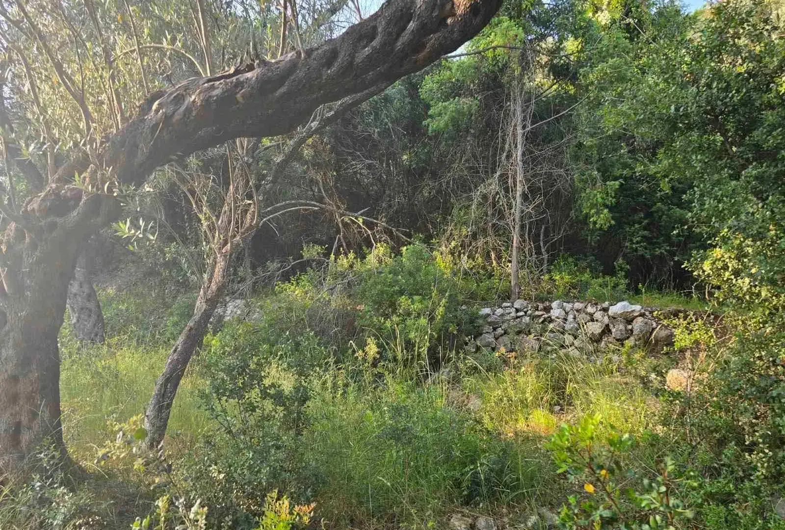 Prodaja, plac, 3000m², Ulcinj, Crna Gora