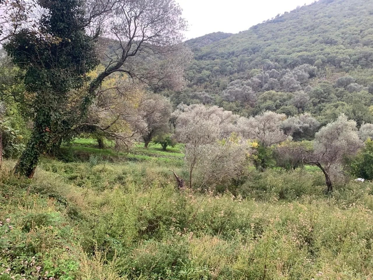 Prodaja, plac, 2313m², Stoliv, Kotor