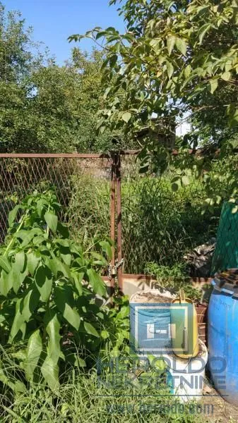 Overgrown yard with a metal fence and vegetation.
