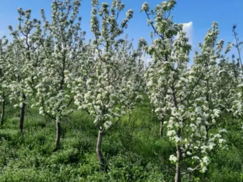 Prodaja, plac, 10400m², Sepci, Rača - image 10