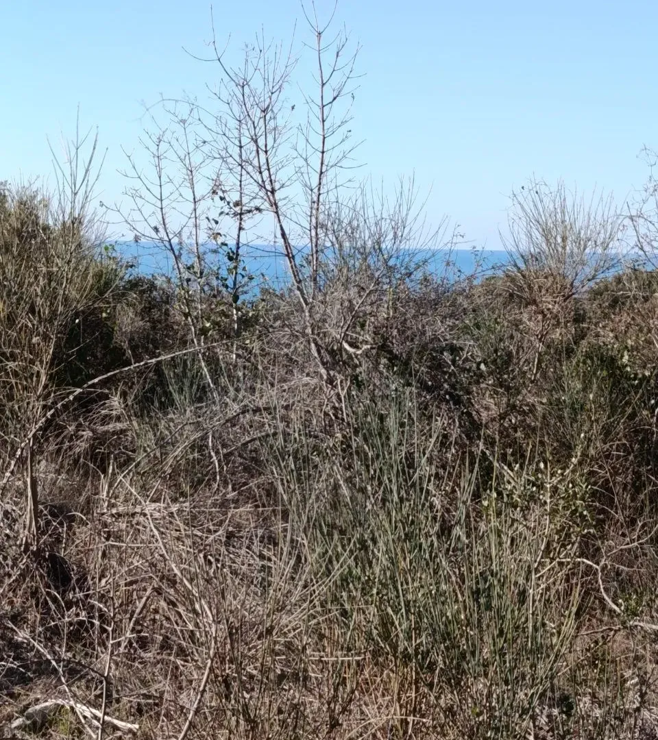 Prodaja, plac, 100076m², Kunje, Bar