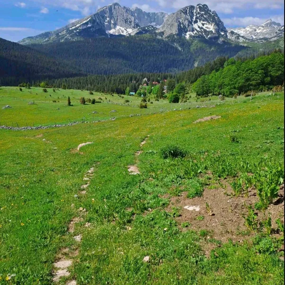 Prodaja, plac, 4406m², Pitomine, Žabljak