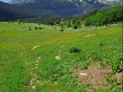 Prodaja, plac, 4406m², Pitomine, Žabljak - image 4