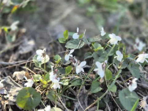 Prodaja, plac, 5000m², Sremska Kamenica, Petrovaradin - image 6