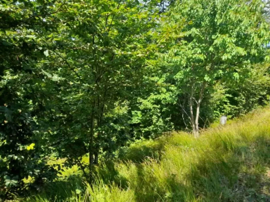 Prodaja, plac, 40000m², Žirci, Kolašin